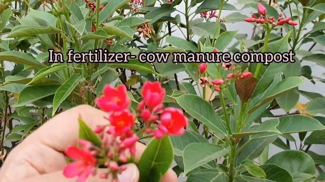 Jatropha Beautiful Red Blooming plant care/Jatropha plant लाल चांदनी पौधे की देखभाल ||Bloom Garden| смотреть онлайн