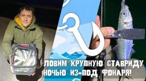 Как поймать крупную ставриду? Ловим в открытом море с лодки ночью из-под фонаря!