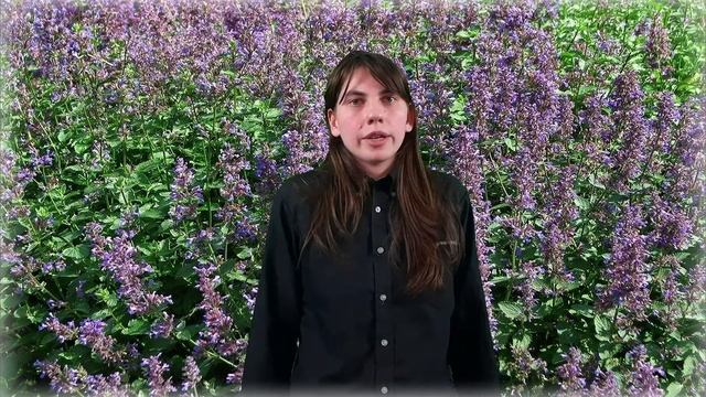 Котовник, лечебные свойства