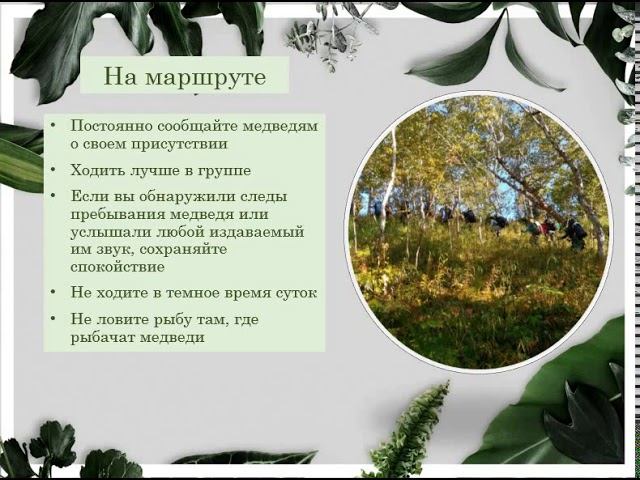 Видеоурок «Правила медвежьей безопасности». смотреть онлайн