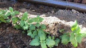 Как вырастить МЕЛИССУ из семян