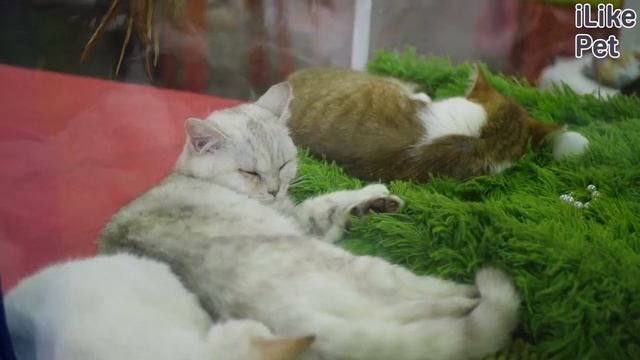 4 популярных вопроса про косметику для кошек смотреть онлайн