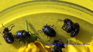 Какие Жуки Как Драгоценные Камни? Жуки Листоеды. Асклепиевый Листоед Eumolpus asclepiadeus.