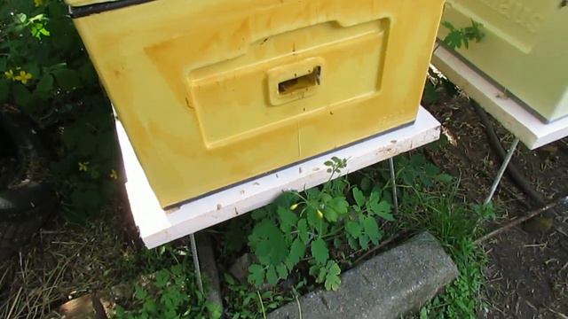 ответы на вопросы по улью биненхаус ( Bienenhaus ) - когда открывать сетку в дне улья