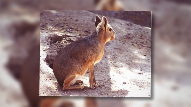 10 Мистических кошек, в которых когда то верили люди смотреть онлайн