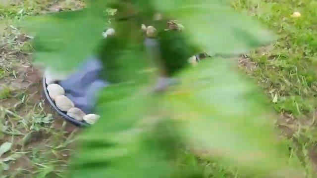 Бордюрная лента с мраморной крошкой вокруг ствола дерева смотреть онлайн