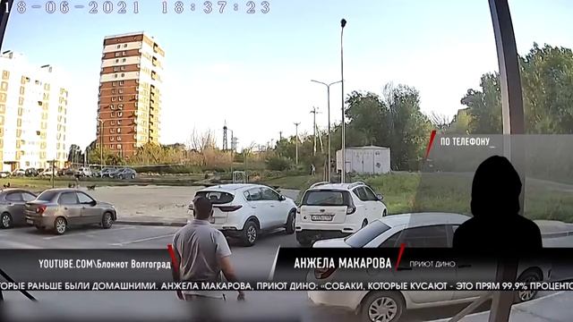 Подростка в Волгограде укусили бродячие собаки, дело на контроле у прокуратуры смотреть онлайн