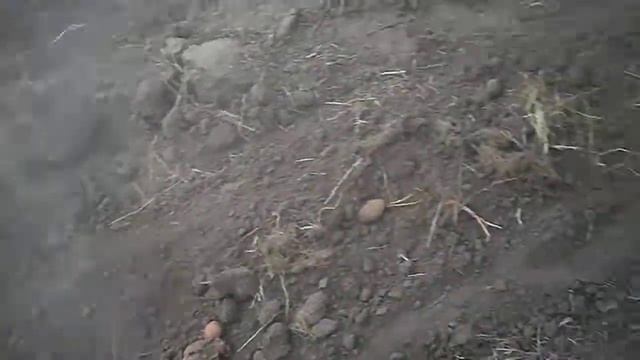 Закриття сезону 2019 Мотор січ МБ 9 і Камянська картоплекопачка смотреть онлайн