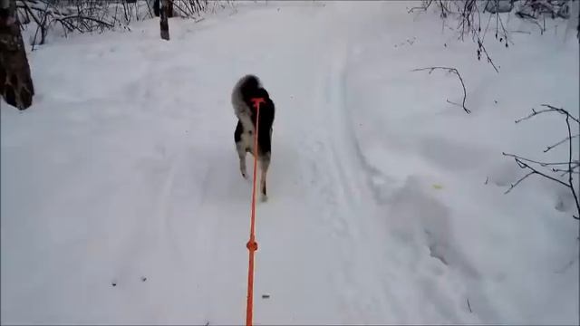 тест самодельной шлейки смотреть онлайн