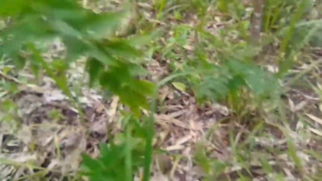 #tanamanhias #Bonsai Berburu tanaman hias langka dan mahal смотреть онлайн