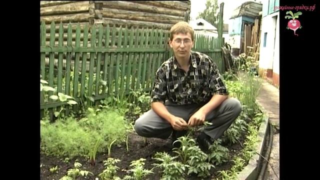 Балконные томаты. Урожайные грядки. смотреть онлайн