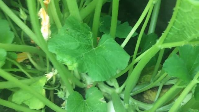 Кабачки без хлопот! От посадки До урожая! Выращивание кабачков. смотреть онлайн