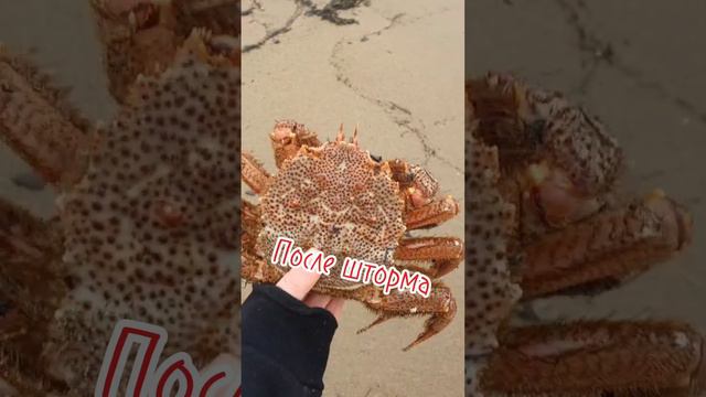 Выбросило краб на берег #краб смотреть онлайн