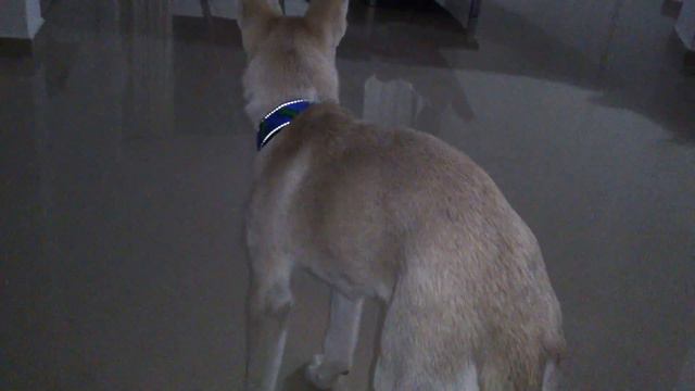 хаски Бланко. Haski Blanko