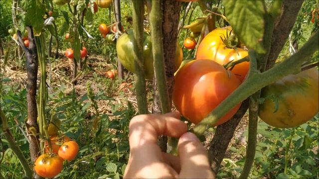 Томат ЗАГАДКА ПРИРОДЫ ? от СибСада. смотреть онлайн