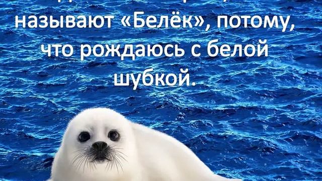 Байкальская Нерпа смотреть онлайн