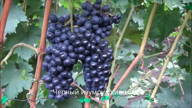 Чёрный изумруд кишмиш смотреть онлайн