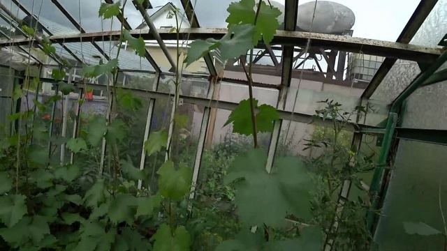 Виноград в теплице. Первые грозди смотреть онлайн