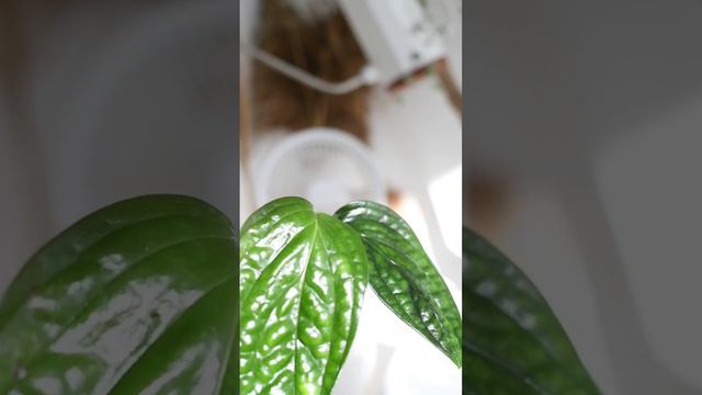 Новенькие гринбро 😁🪴👌 Аспарагус как отдельный вид искусства 😘 #plants #растения смотреть онлайн