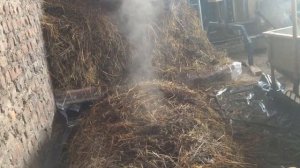 Компост, субстрат для шампиньонов! Первая перебивка!