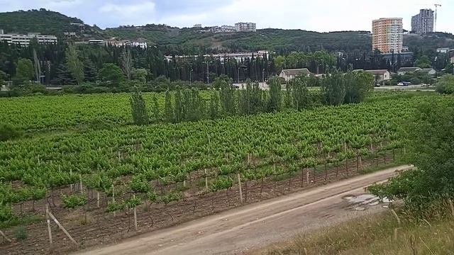 Алушта сегодня/Там, где растет крымский виноград??/14.06.2023. смотреть онлайн