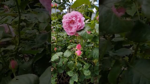 Цветение розы Дэвида Остина , Mary rose, 3 июня 2020г. смотреть онлайн
