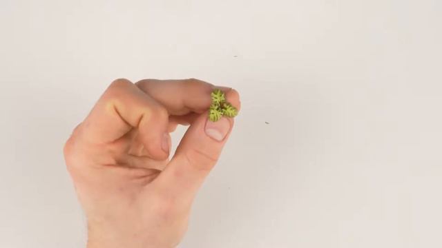 Tutorial: How-to use MONSTERA Laser Plant смотреть онлайн
