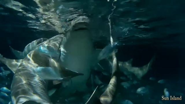 Sun Island 2015 Рыбы и акулы на Мальдивах смотреть онлайн