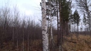 Охота на зайцев с тремя гончими собаками!