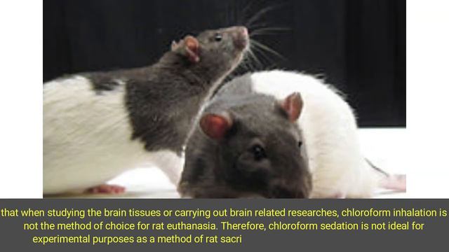 Experimental Evaluation of the Effect of Chloroform Inhalation as a Method of Euthanasia смотреть онлайн