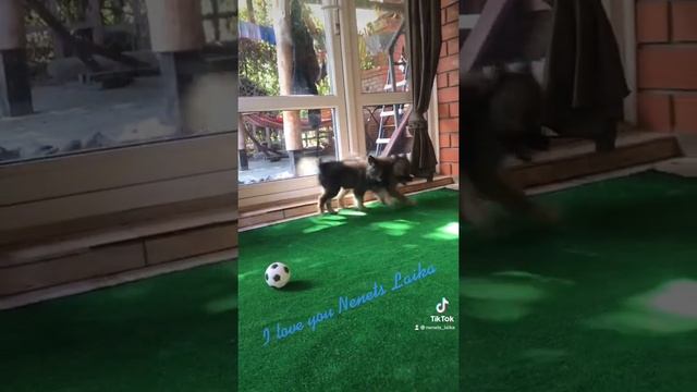 Ненецкая оленегонная лайка (оленегонка, оленегонный шпиц). Суки Налан и Нью Мун, возраст 69 дней. смотреть онлайн