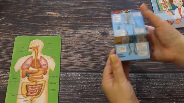 Познавательная анатомия смотреть онлайн