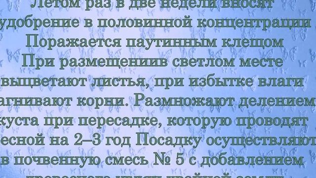 Маранта (Maranta) уход и полив