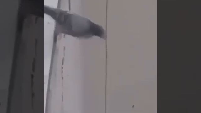 Omada wee wee original смотреть онлайн