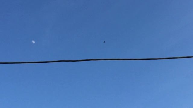 #Pigeon.Для начинающих гоубятников. часть-6.Какой породы голубей завести. смотреть онлайн