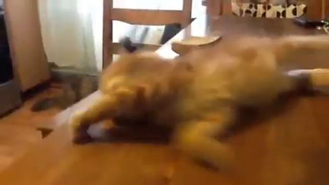 Котик и наушники смотреть онлайн