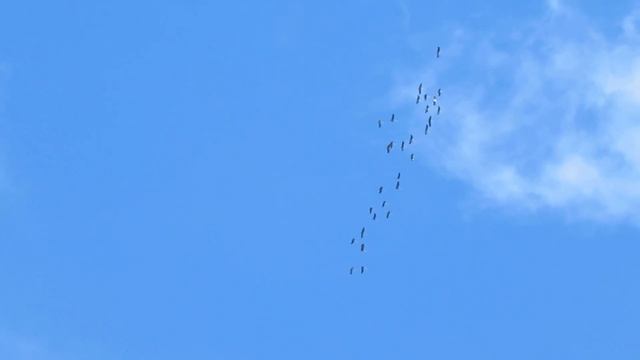 Птицы улетели в теплые края - на юг_10102022_Брянск смотреть онлайн