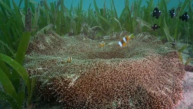 Chumbe Island: Reef, Claws and Carapaces | Private Island Ecotourism in Zanzibar, Tanzania смотреть онлайн