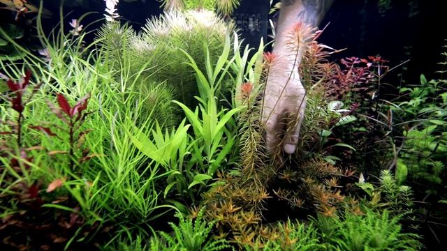 Hygrophila Corymbosa Siamensis 53b