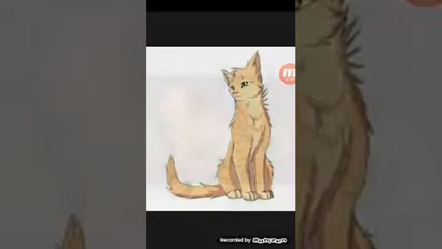 Я люблю котов воителей! Слайд - шоу смотреть онлайн