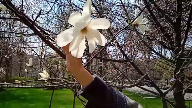 Магнолія смотреть онлайн