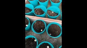 Арбузы в опилках. Метод пикировки рассады арбузов лежа в фазе семядольных листьев. Марценюк Надежда