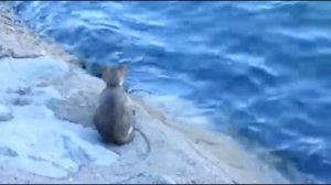 Посмотрите, как умные кошки ловят рыбу