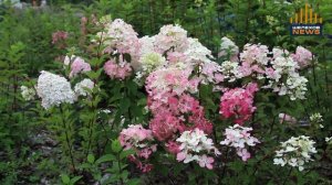 ПИТОМНИК РАСТЕНИЙ «САНАМИ»