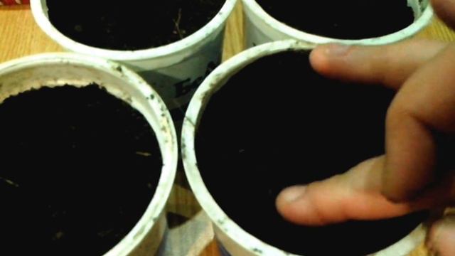 Сеем семена перца. Сеем семена баклажан. 100% взойдут! смотреть онлайн