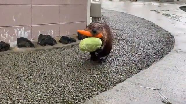 хозяйственный бобер смотреть онлайн