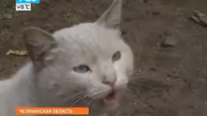 История Хатико в России