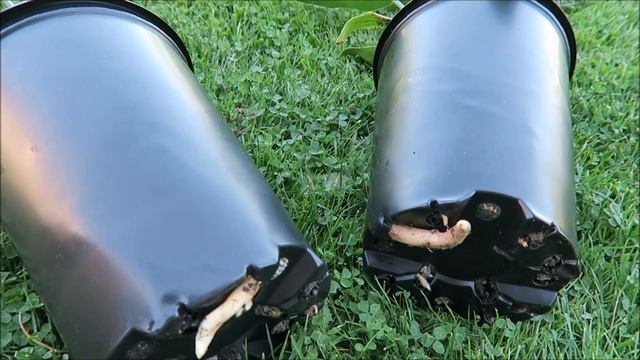 Мои экзотические растения: эвкалипт, стрелиция, альбиция, инжиры 50 смотреть онлайн