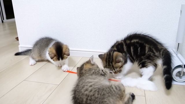 Kittens are more into fluffy toys than tiny chick! смотреть онлайн