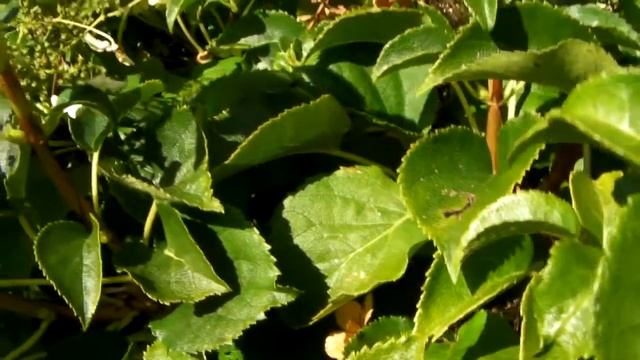 Sanyo xacti CG10 Macro test смотреть онлайн